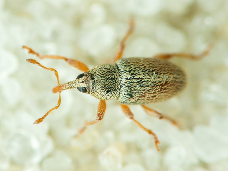 Curculionidae Latreille, 1802